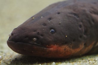 تنتج الأسماك المكتشفة في الأمازون 860 فولت من التفريغ