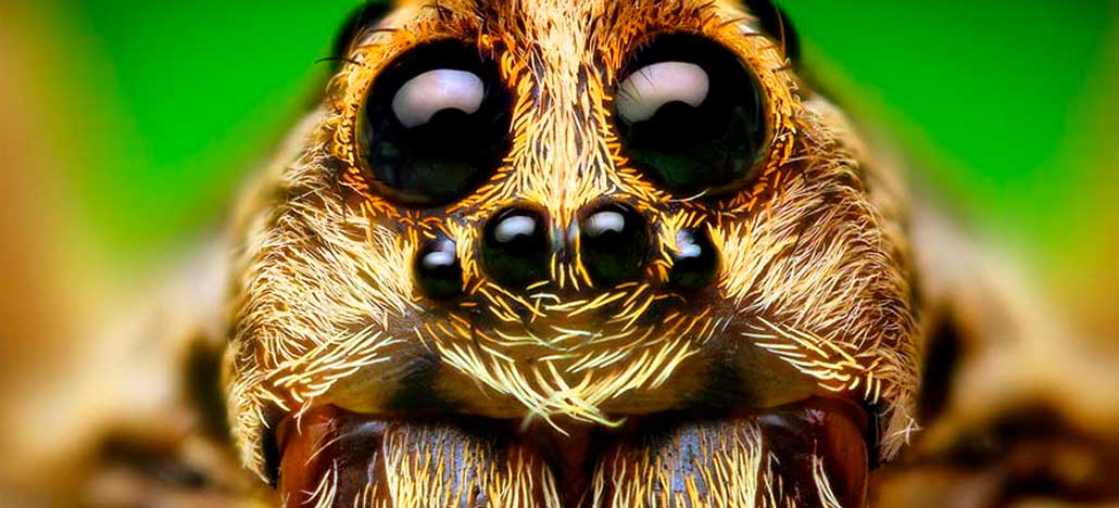 Cientistas criam sensor de profundidade inspirado na visão de aranhas