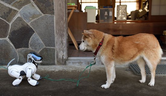 يمكن أن يعود Aibo ، كلب الروبوت الخاص بشركة Sony ، إلى السوق للتنافس مع Google Home 2