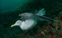 جوائز المحيط: صور مذهلة تظهر تأثير التلوث على الحياة البحرية 8