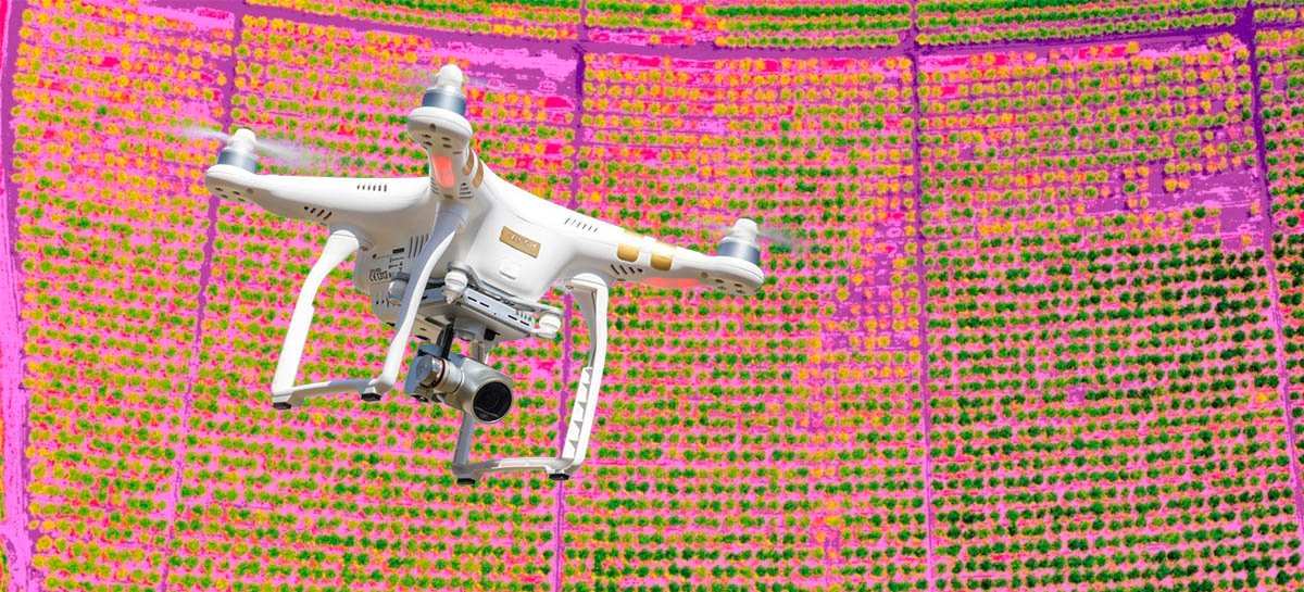 Drones estão sendo usados para identificar sintomas da pior doença para plantas cítricas