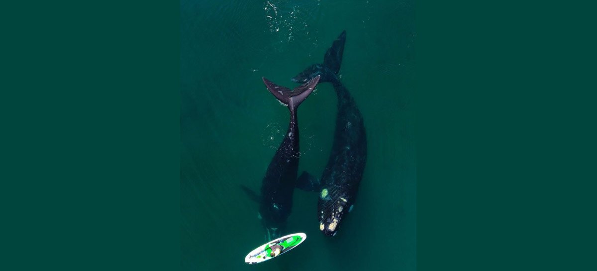 Drone captura imagens sensacionais de baleia acompanhando caiaque na Patagonia