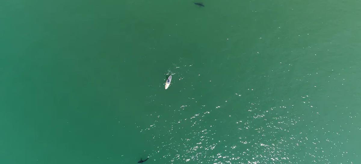 Como os drones estão mudando nossa visão sobre tubarões