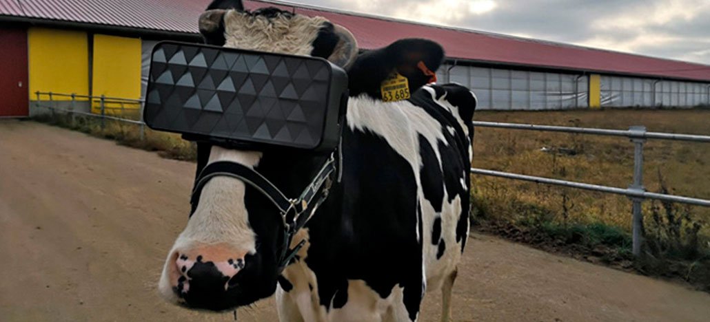 Fazendeiros começam usar óculos de realidade virtual em vacas