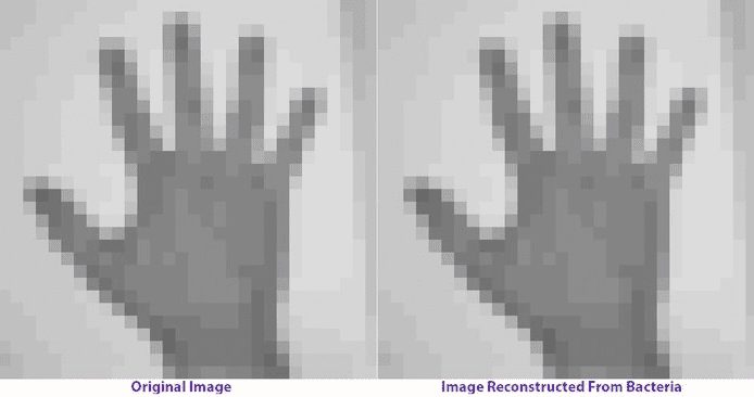 يا إلهي! العلماء قاموا للتو بتشفير صورة GIF في الحمض النووي 1